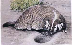 Tejón de garras fuertes excavando para encontrar comida